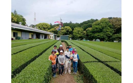 お菓子作りに最適！粉末ほうじ茶(50g×6袋)　湯呑３００杯分