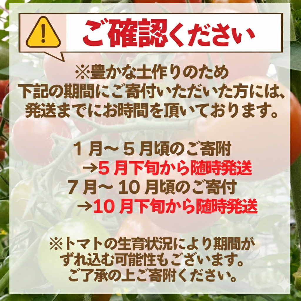 トマト プチ プチトマト ミニ ミニトマト 新鮮 摘みたて 就労支援 こころみファーム　こころ味トマト