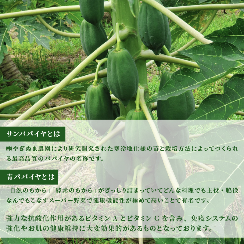 【予約注文/2025年9月下旬より発送】 サン パパイヤ 青 パパイヤ 約 2.5 kg ～ 3 kg 酵素 野菜 果物 フルーツ パパイア 料理 静岡県 沼津市