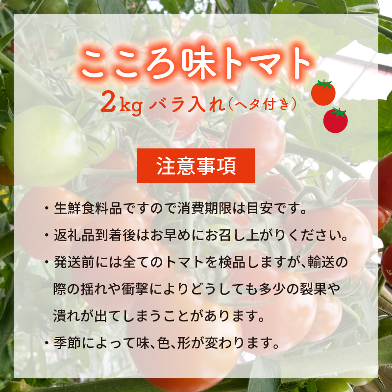 トマト プチ プチトマト ミニ ミニトマト 新鮮 摘みたて 就労支援 こころみファーム　こころ味トマト