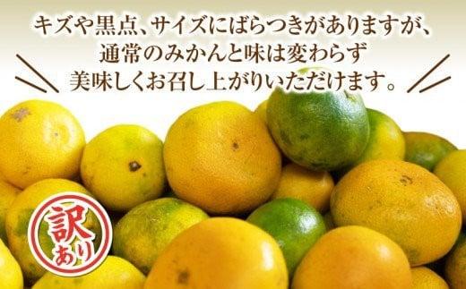 海塩を与えて栽培した由良みかん 予約受付 10月中旬 順次発送 訳あり みかん 由良 計 3kg 傷み補償分 200g 含む 蜜柑 柑橘 オレンジ 果物 フルーツ 沼津市 静岡県