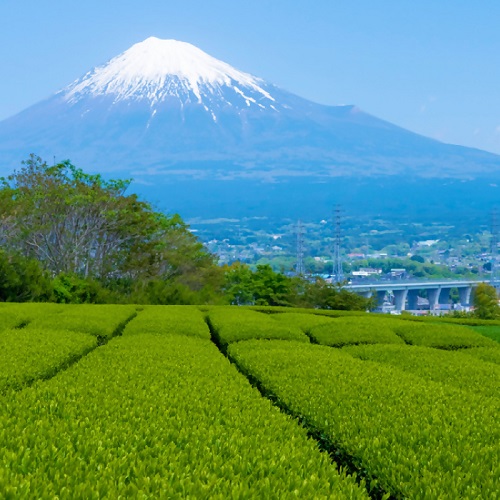 0008-100-01 繝繧」繝シ繝舌ャ繧ッ3遞ョ繧サ繝繝 (邱題幻縲∵柑闌カ蜈・繧顔私邀ウ闌カ縲√⊇縺縺倩幻) 蝣ゅΩ隹キ謌ク陬ス闌カ