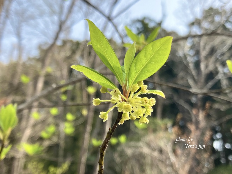 0026-102-01 ã¯ãã¢ãž ããŒããŠã©ãŒã¿ãŒ 100mlÃ2æ¬ TERA'S FUJI ãã©ã¹ããž