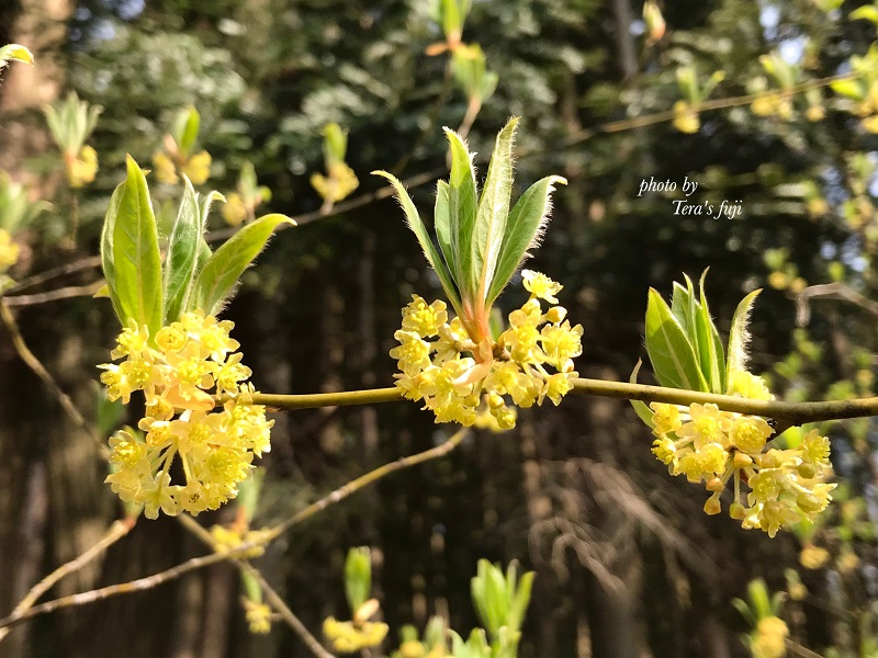 0026-102-01 ã¯ãã¢ãž ããŒããŠã©ãŒã¿ãŒ 100mlÃ2æ¬ TERA'S FUJI ãã©ã¹ããž