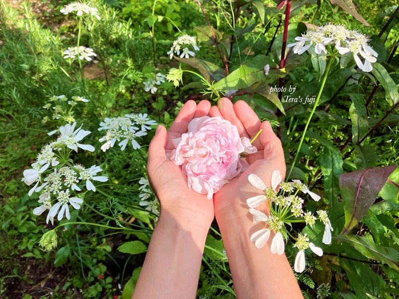 0025-102-01 【女性限定】富士山の麓で創られた植物療法トリートメント 70分コース TERA'S FUJI テラスフジ