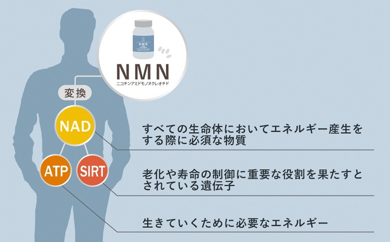 0200-57-01 NMN15000 plus CoQ10 (15,000mgの高配合)