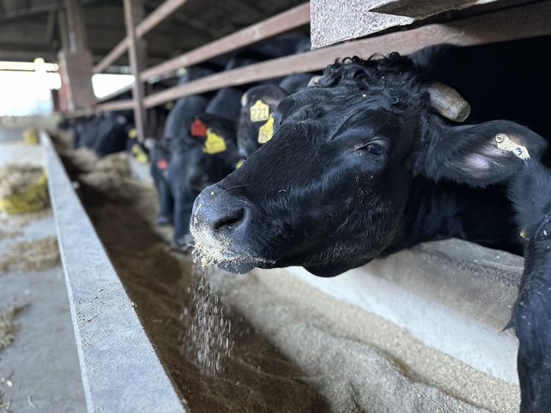 0010-110-01 å¯å£«å±±ç«¹å·ç ãµãŒãã€ã³ã¹ããŒã 165gÃ1æ