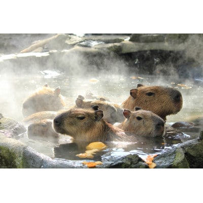 旅する伊豆高原応援パス 2,000円チケット 3枚セット【1733335】