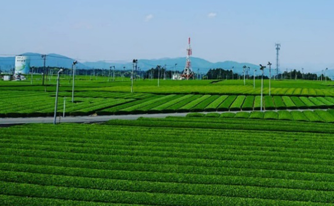 生産者直送♪  深蒸し一番茶ティーバッグ100個入×3袋