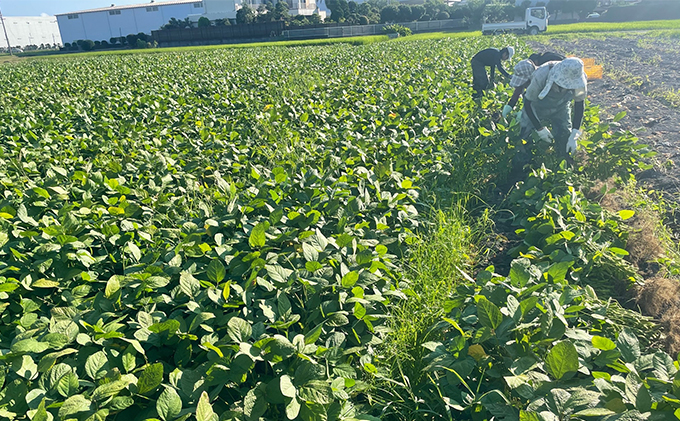 【2024年6月中旬より順次発送】枝豆 静岡県産 茶豆風味 えだまめ 1kg【配送不可：北海道・沖縄・離島】 