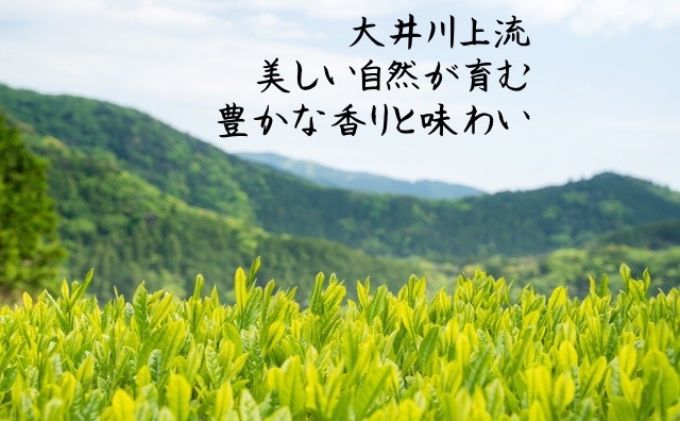 川根茶 ご家庭用 普通煎茶やまびこ１kg (100g袋×10袋セット) お茶 緑茶 川根産 南アルプス 高級茶 自家製茶園 1kg
