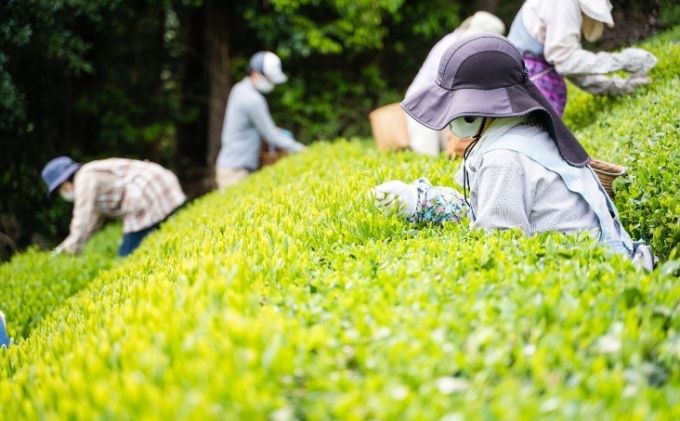 川根茶 ご家庭用 普通煎茶やまびこ１kg (100g袋×10袋セット) お茶 緑茶 川根産 南アルプス 高級茶 自家製茶園 1kg
