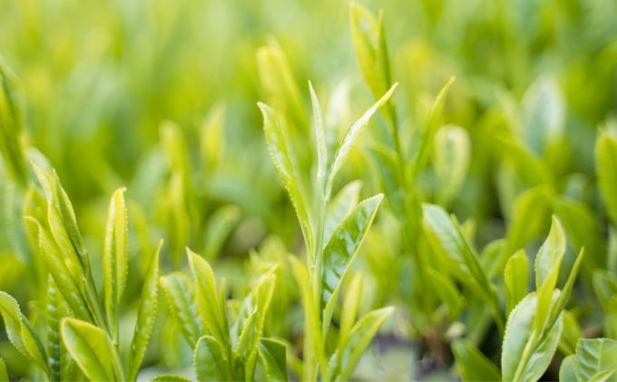 川根茶 ご家庭用 普通煎茶やまびこ１kg (100g袋×10袋セット)