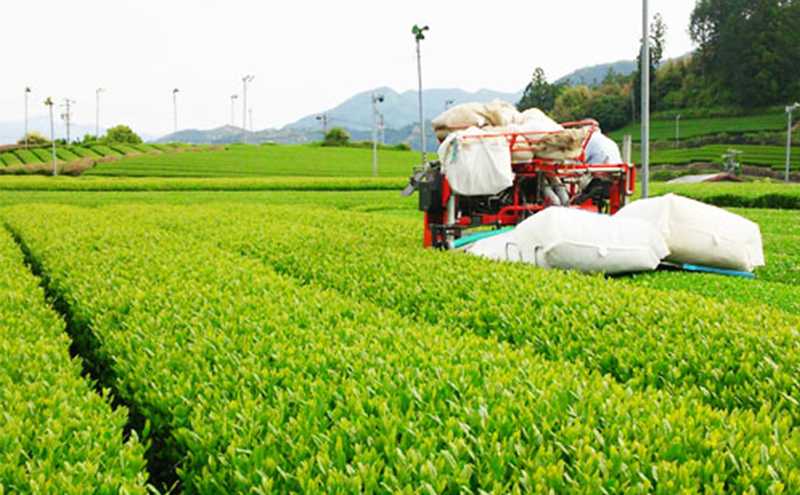 深むし茶・川根銘茶　(150g×3本セット)