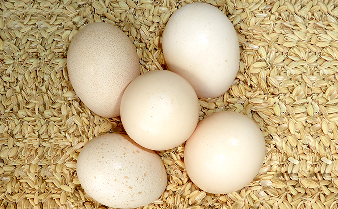 鳥骨鶏の卵 10個 【 たまご 烏骨鶏 うこっけい にわとり 】 