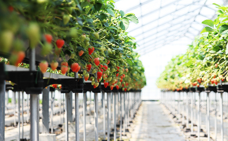 いちご 紅ほっぺ 大粒揃い DXパック 1箱 2パック セット フルーツ 果物 くだもの イチゴ 苺 大粒 果実 旬の果物 旬のフルーツ 静岡 静岡県 島田市 【配送不可：離島】