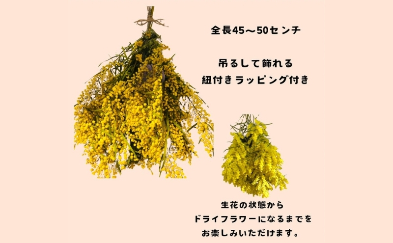 花 ＜数量限定＞ ミモザのスワッグ【3月初旬より順次発送】 生花 ドライフラワー スワッグ ハンドメイド プレゼント ※配送不可:離島