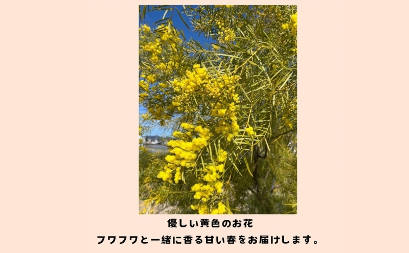 花 ＜数量限定＞ ミモザのスワッグ【3月初旬より順次発送】 生花 ドライフラワー スワッグ ハンドメイド プレゼント ※配送不可:離島