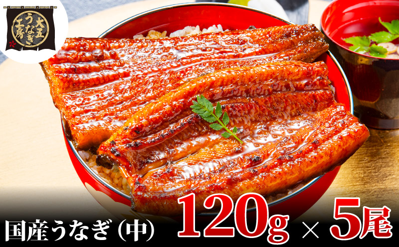 うなぎ蒲焼 120g×5尾(600g) うなぎ ウナギ 鰻 蒲焼 蒲焼き冷凍 国産 大五 大五通商 静岡 島田市