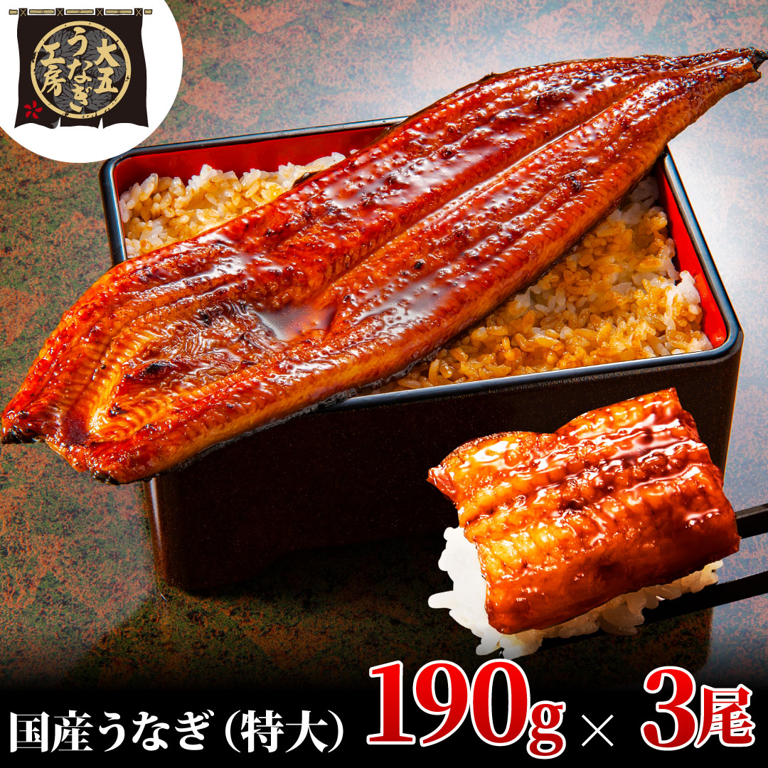 うなぎ蒲焼 190g×3尾(570g) うなぎ ウナギ 鰻 蒲焼 蒲焼き冷凍 国産 大五 大五通商 静岡 島田市