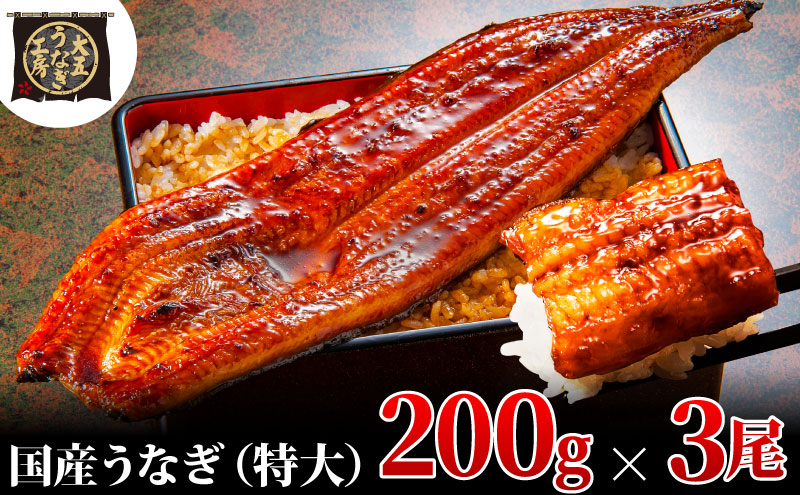 うなぎ蒲焼 200g×3尾(600g) うなぎ ウナギ 鰻 蒲焼 蒲焼き冷凍 国産 大五 大五通商 静岡 島田市