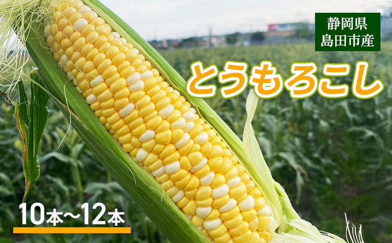 【2025年6月上旬より順次発送】静岡県島田市産 とうもろこし 10本～12本【配送不可：北海道・沖縄・離島】