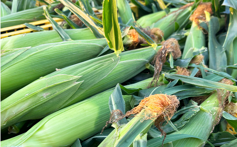 【2026年6月上旬より順次発送】静岡県島田市産 とうもろこし 10本～12本【配送不可：北海道・沖縄・離島】