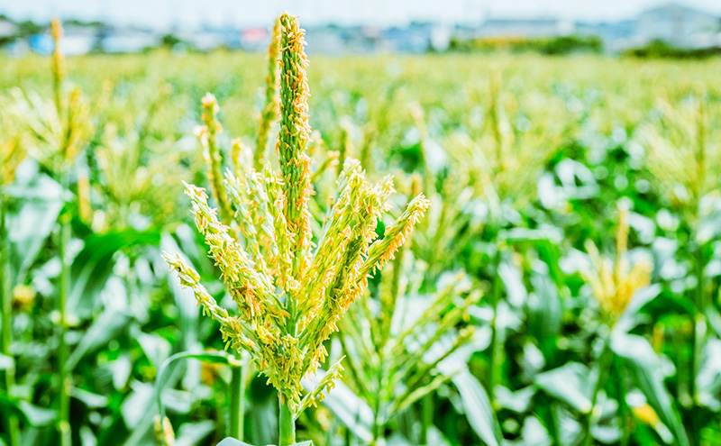 【2026年6月上旬より順次発送】静岡県島田市産 とうもろこし 10本～12本【配送不可：北海道・沖縄・離島】