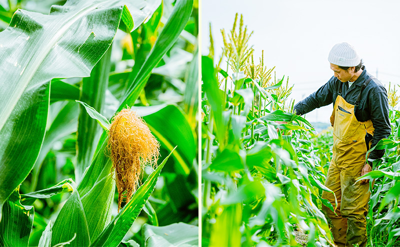 【2026年6月上旬より順次発送】静岡県島田市産 とうもろこし 10本～12本【配送不可：北海道・沖縄・離島】