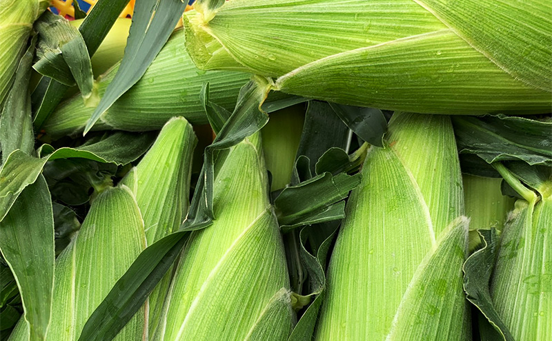 【2026年6月上旬より順次発送】静岡県島田市産 とうもろこし 10本～12本【配送不可：北海道・沖縄・離島】