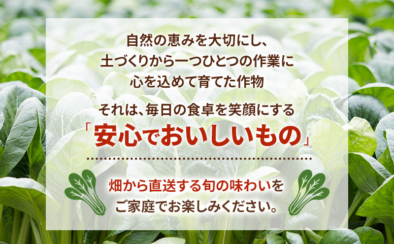 静岡県島田市産 小松菜200g×10袋　野菜 やさい こまつな 旬 国産 産地直送 詰合せ 静岡県 島田市