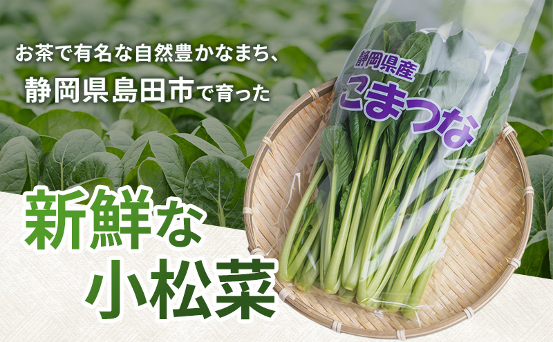 静岡県島田市産 小松菜200g×20袋　野菜 やさい こまつな 旬 国産 産地直送 詰合せ 静岡県 島田市