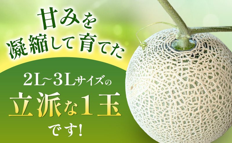 メロン 7月納品 静岡県産 アールスメロン 箱入り 1玉(約1.5kg) 果物 くだもの 果実 養液栽培 ポット 希少 甘み 島田市 静岡県
