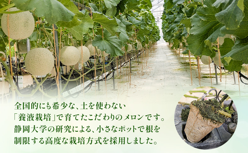 メロン 7月納品 静岡県産 アールスメロン 箱入り 1玉(約1.5kg) 果物 くだもの 果実 養液栽培 ポット 希少 甘み 島田市 静岡県