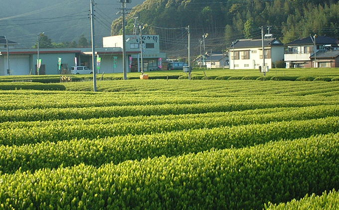 静岡・川根茶　5本セット