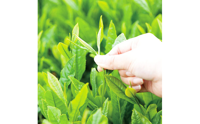 八十八夜 新茶 100g 3本 セット 詰め合わせ 緑茶 煎茶 日本茶 お茶 茶 飲み物 飲料 ドリンク 静岡茶 静岡 静岡県 島田市