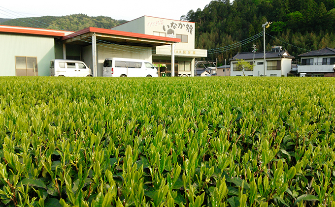 初摘み茶3本セット