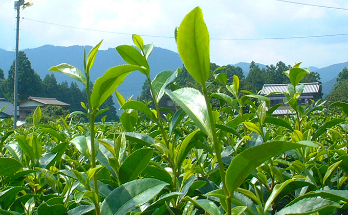 初摘み茶3本セット