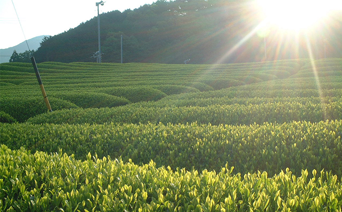 【2024年5月6日より順次発送】おおはしり新茶 100g×2本セット