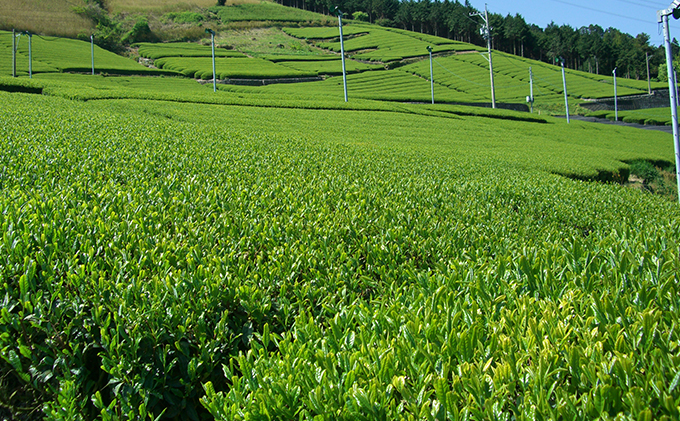 静岡の深むし茶 100g×3袋