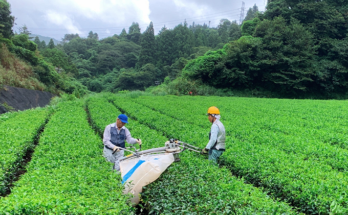 静岡の深むし茶 100g×3袋