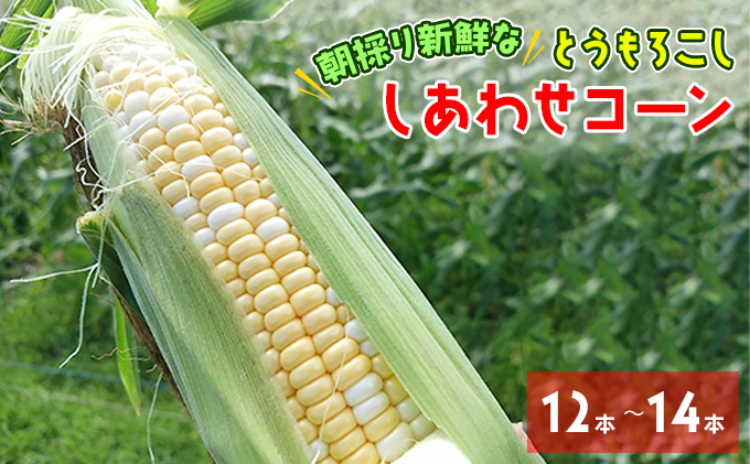 【2024年7月中旬～下旬より順次発送】朝採り新鮮な とうもろこし 『 しあわせコーン 』12本～14本