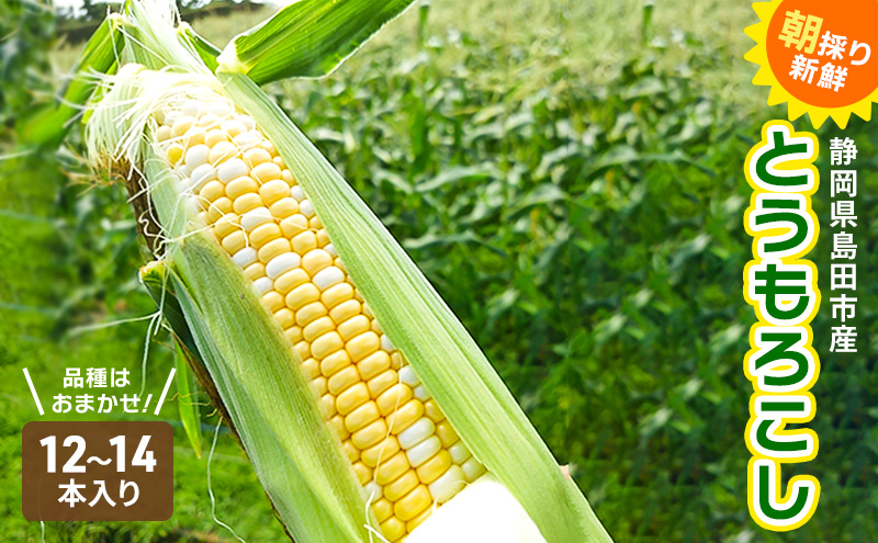 【先行予約】朝採り新鮮な 静岡県産 とうもろこし 12本～14本 【2025年6月中旬より順次発送】 野菜 新鮮 トウモロコシ 静岡 島田