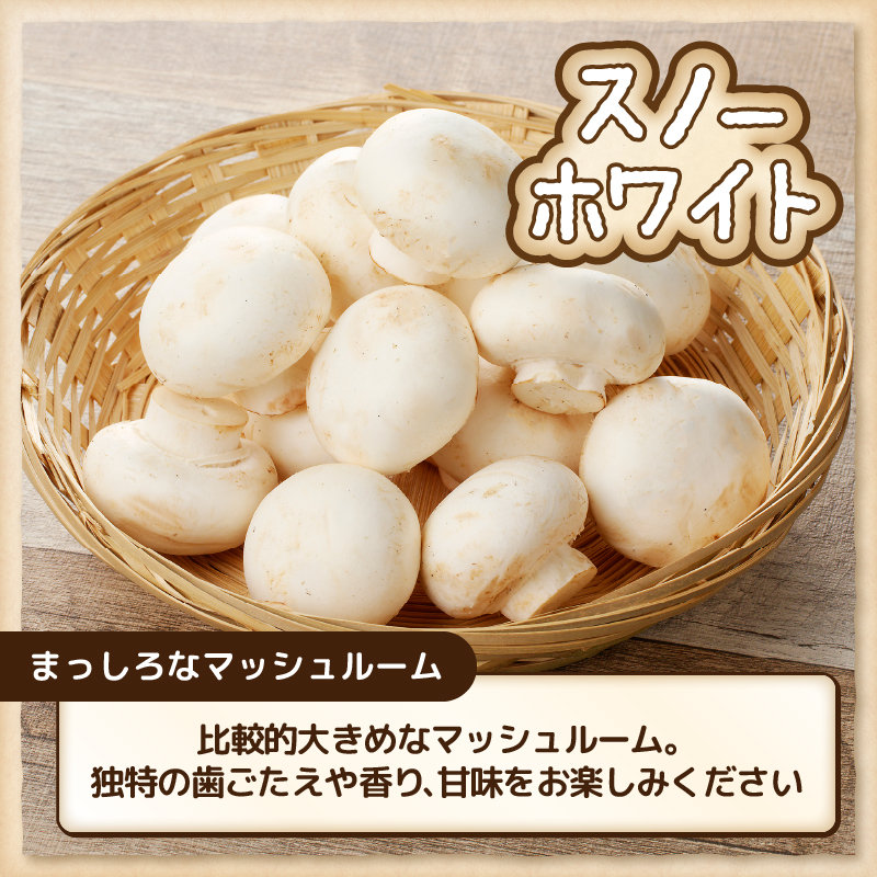 無農薬・無漂白栽培　長谷川農産の美味しいマッシュルームセット 産地直送（1039）