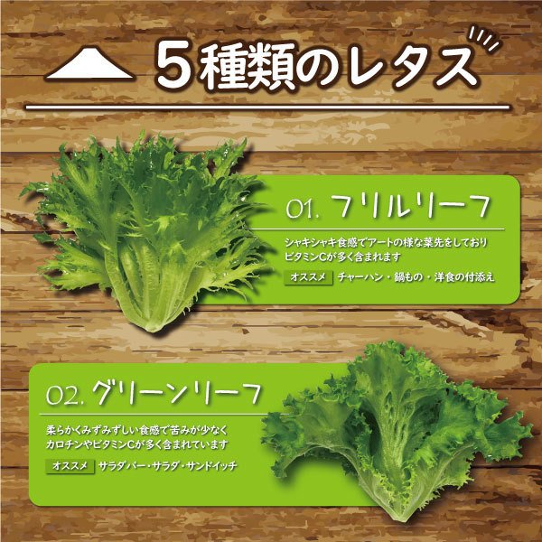 富士山の伏流水で農薬を使わず育てた新鮮レタス5種類×2株セット(1517)