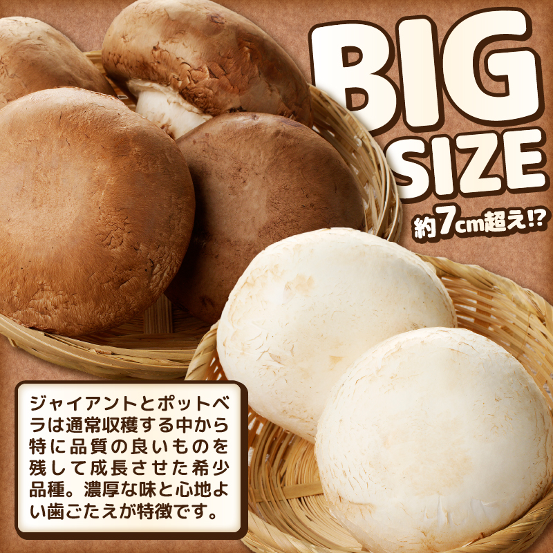 無農薬・無漂白栽培　長谷川農産の美味しいマッシュルームセット 産地直送（1039）