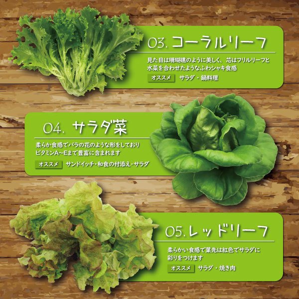 富士山の伏流水で農薬を使わず育てた新鮮レタス5種類×2株セット(1517)