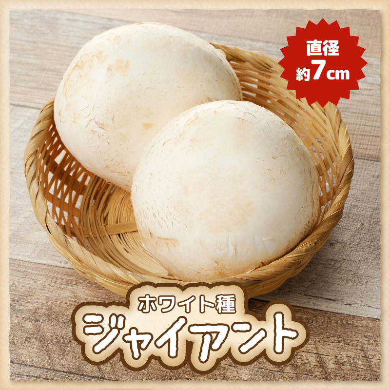 無農薬・無漂白栽培　長谷川農産の美味しいマッシュルームセット 産地直送（1039）