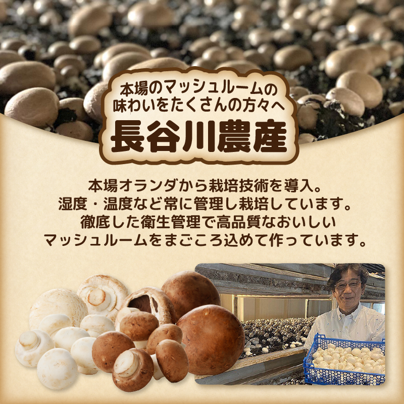 無農薬・無漂白栽培　長谷川農産の美味しいマッシュルームセット 産地直送（1039）