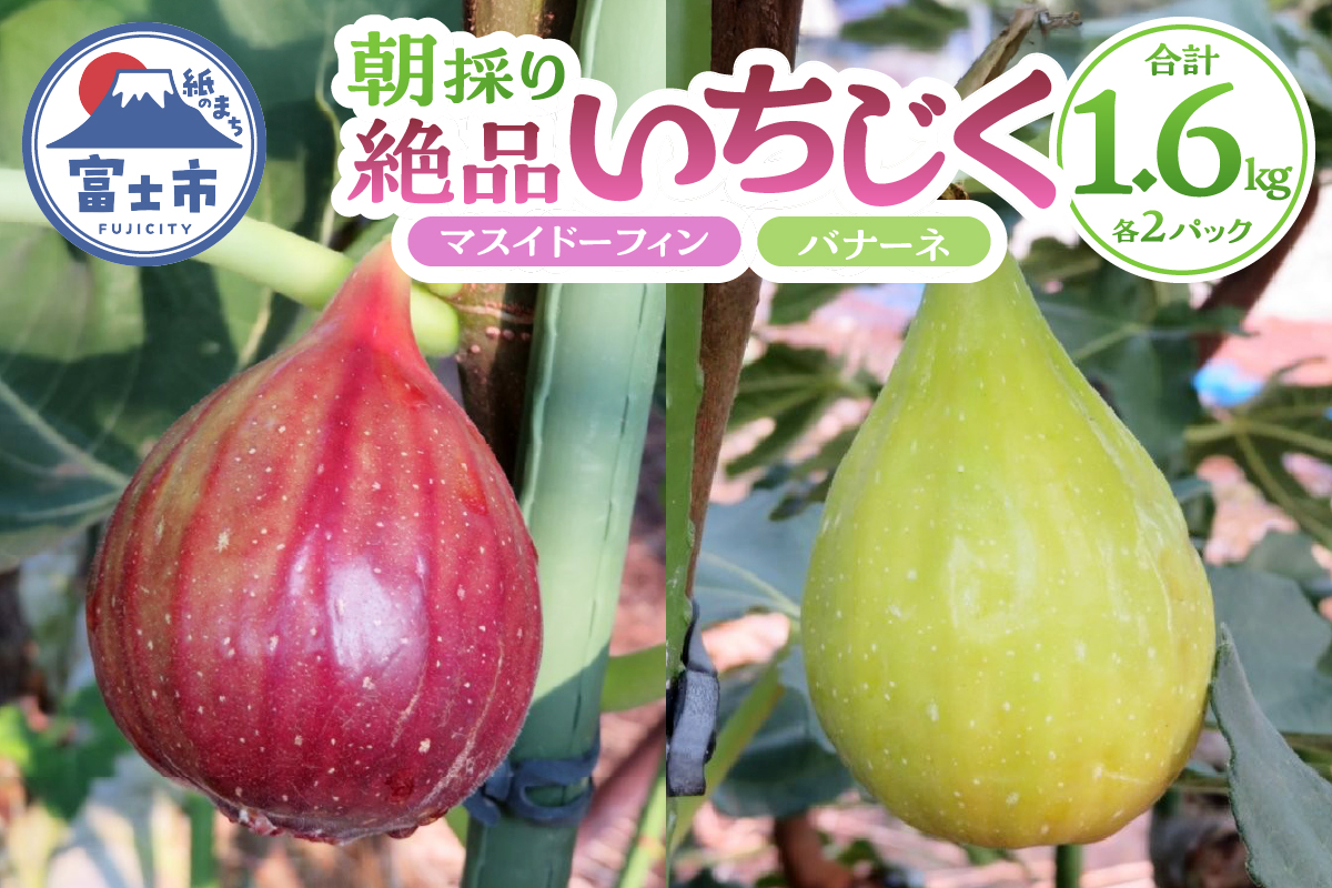 朝採り絶品いちじく（マスイドーフィン2パック＆バナーネ2パック） [sf001-065]